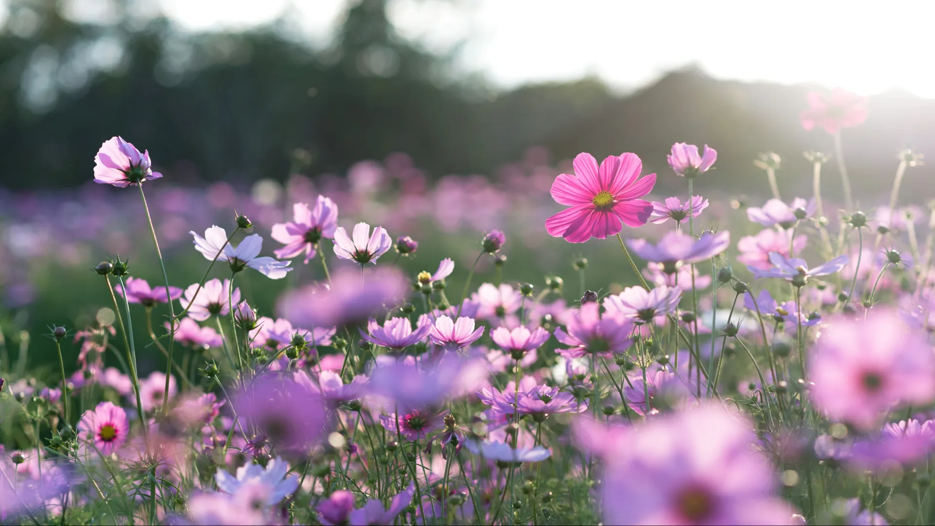 Фото: Tonio_75 / Shutterstock / Fotodom