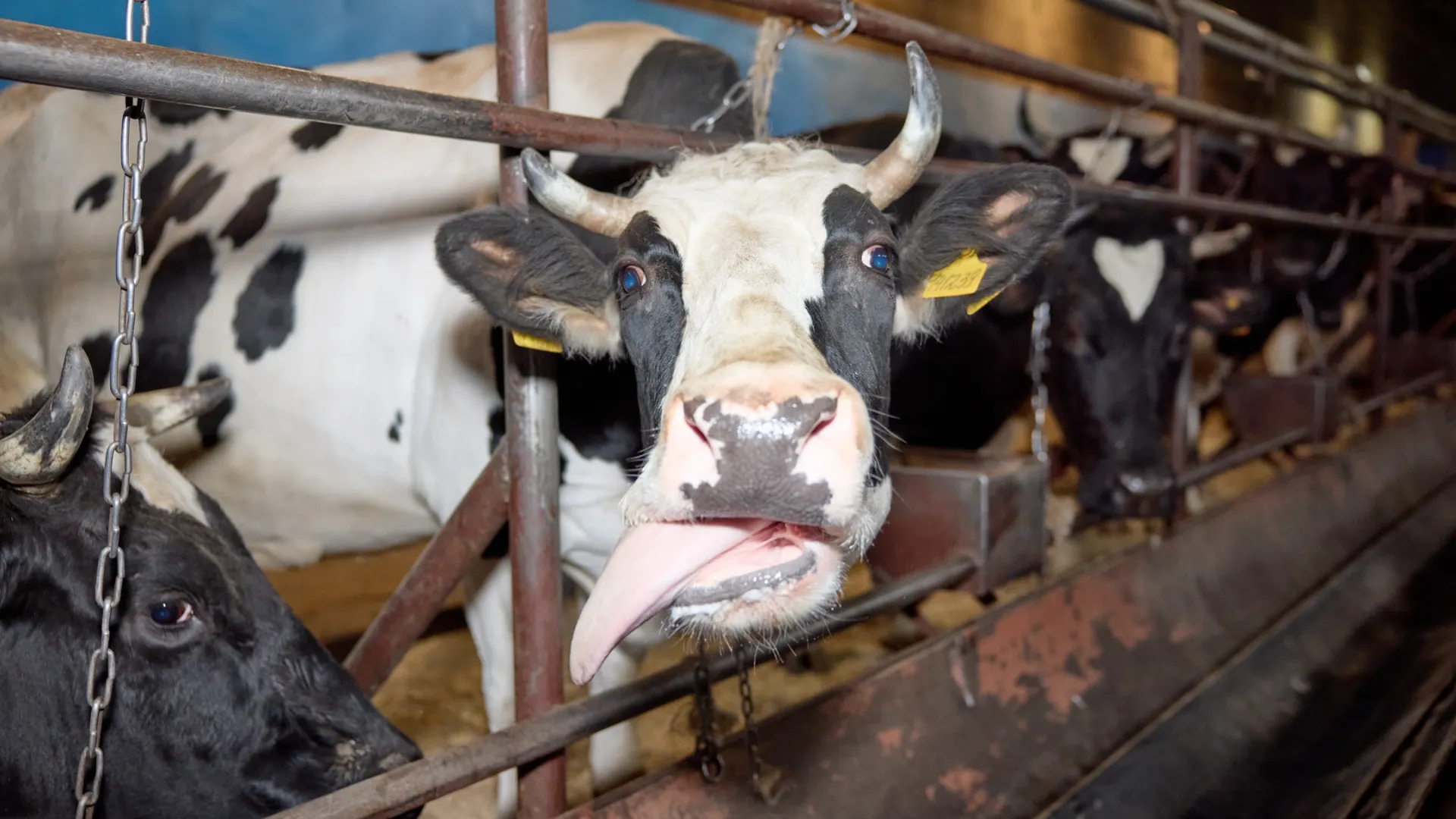 Дразнится. Фото: Юрий Здебский /«Ямал-Медиа»