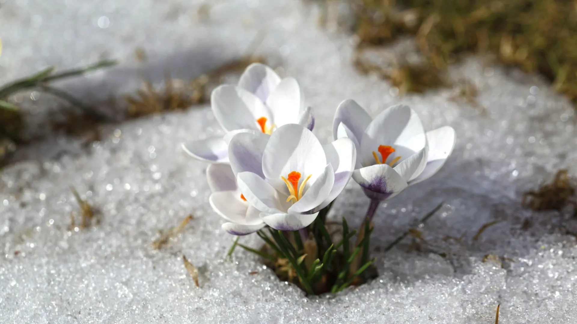 День Василисы всегда связывали с приходом настоящей весны. Фото: Nadzeya Pakhomava/Shutterstock/Fotodom