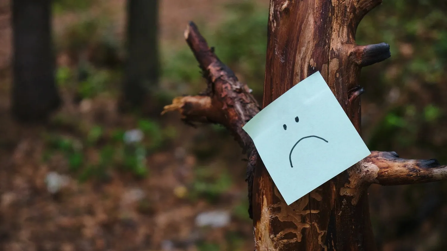 Бабушка искала детей в городе, а они ушли "погулять" в лес.  Фото: TShaKopy / shutterstock.com / Fotodom