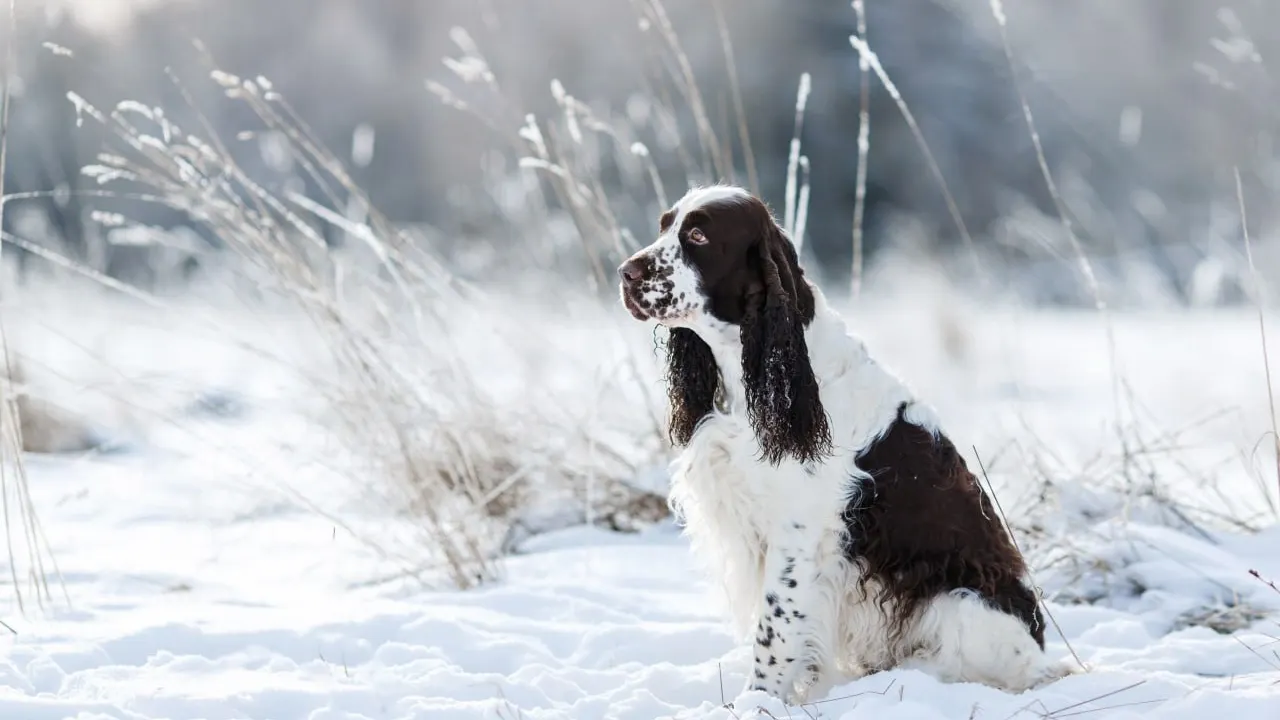 Фото: Anna Averianova/Shutterstock/Fotodom