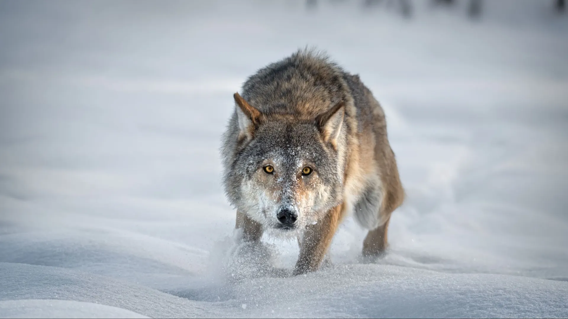 Фото: Vlad Sokolovsky / Shutterstock / Fotodom