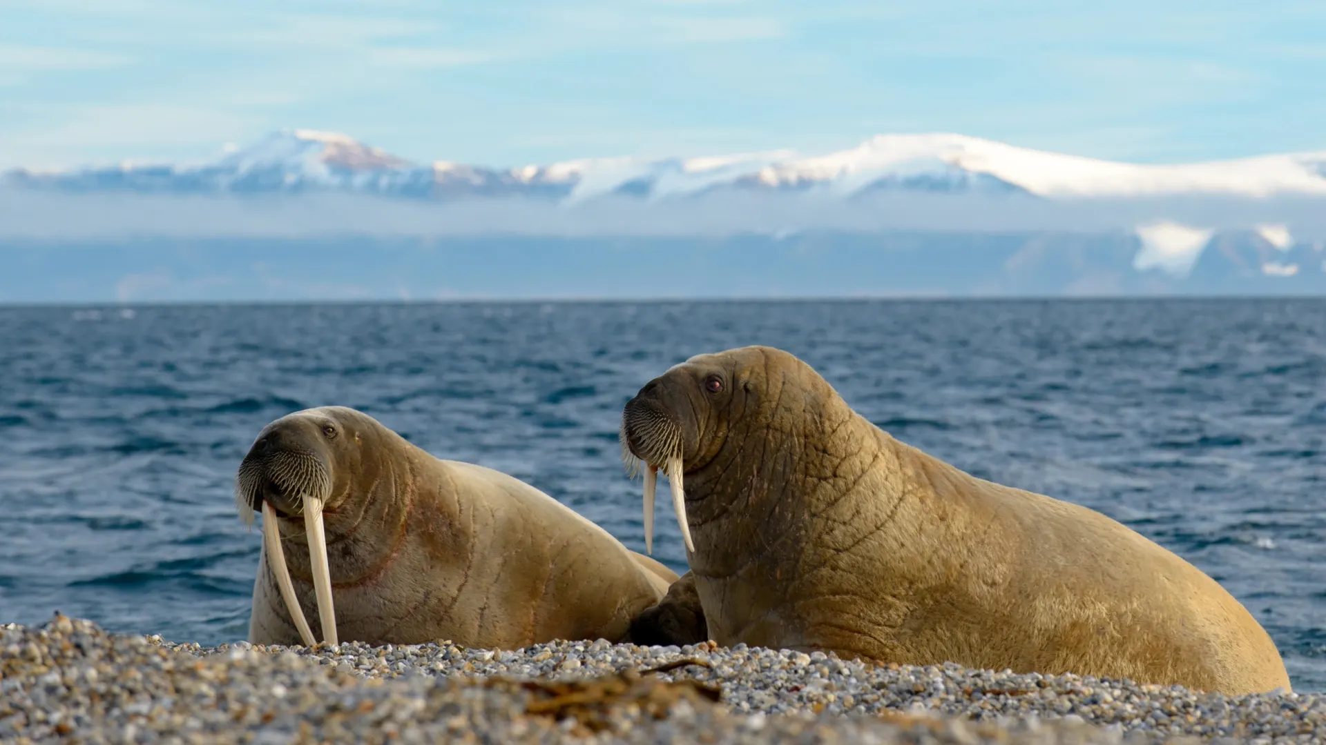Фото: Andries Combrinck / Shutterstock / Fotodom