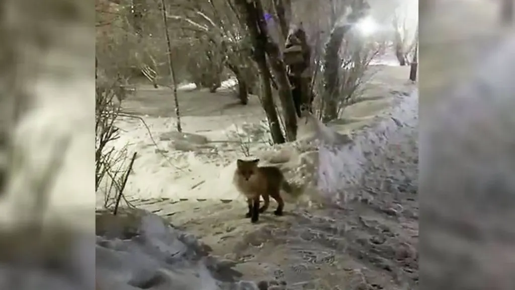 Скрин видео: t.me/salekhard_admin