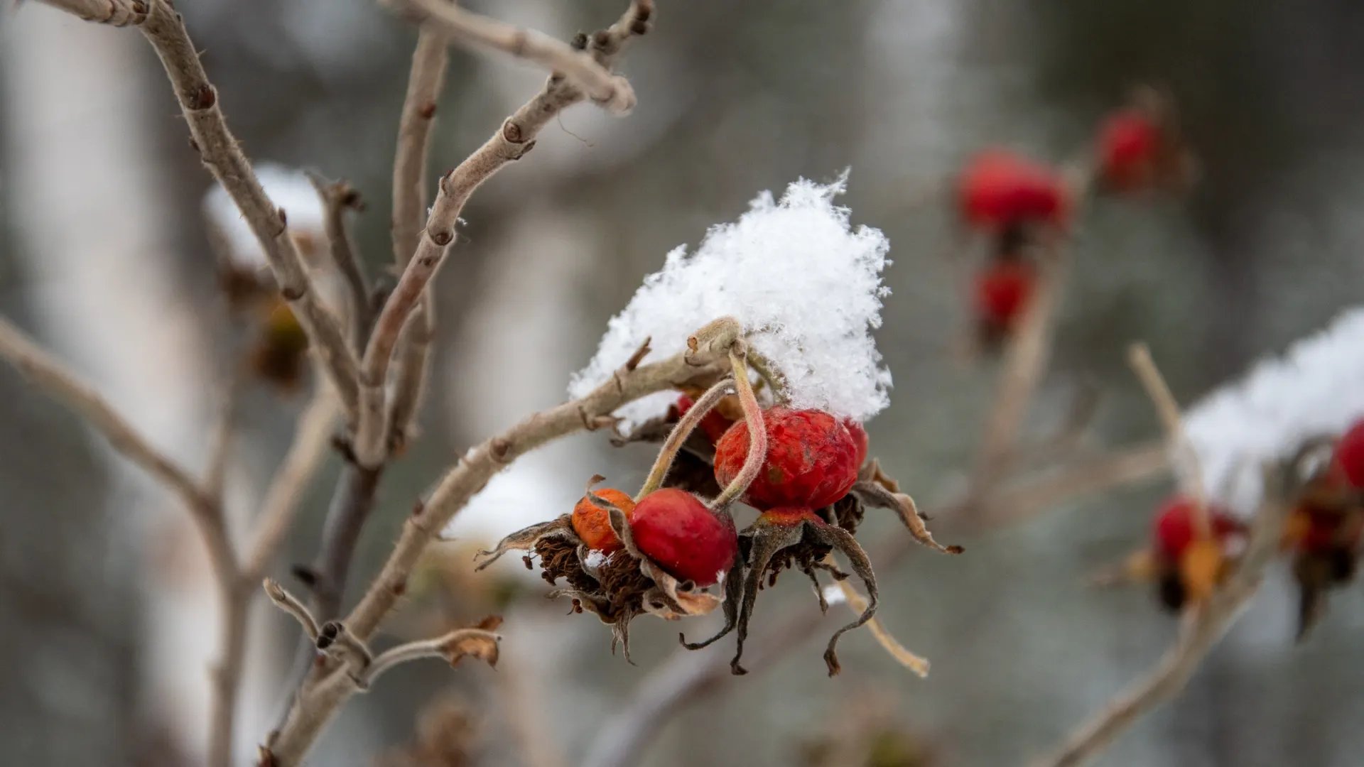 Шиповник под снегом.