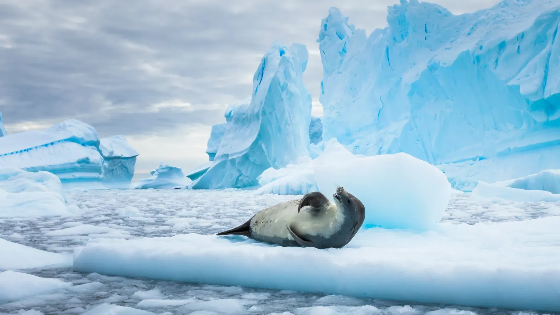 Фото: NicoElNino/Shutterstock/Fotodom