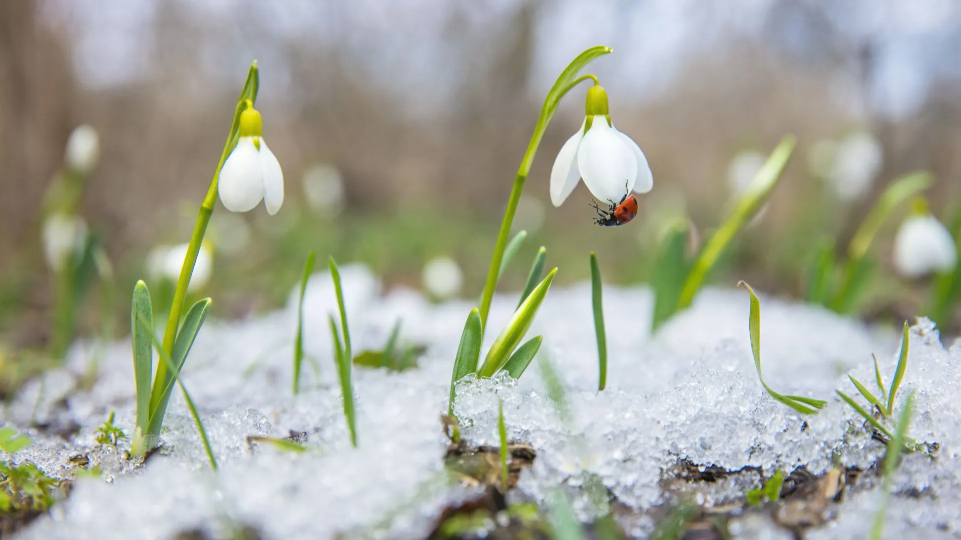 Подснежники могут выдержать небольшие морозы. Фото: Sergej Onyshko / Shutterstock / Fotodom