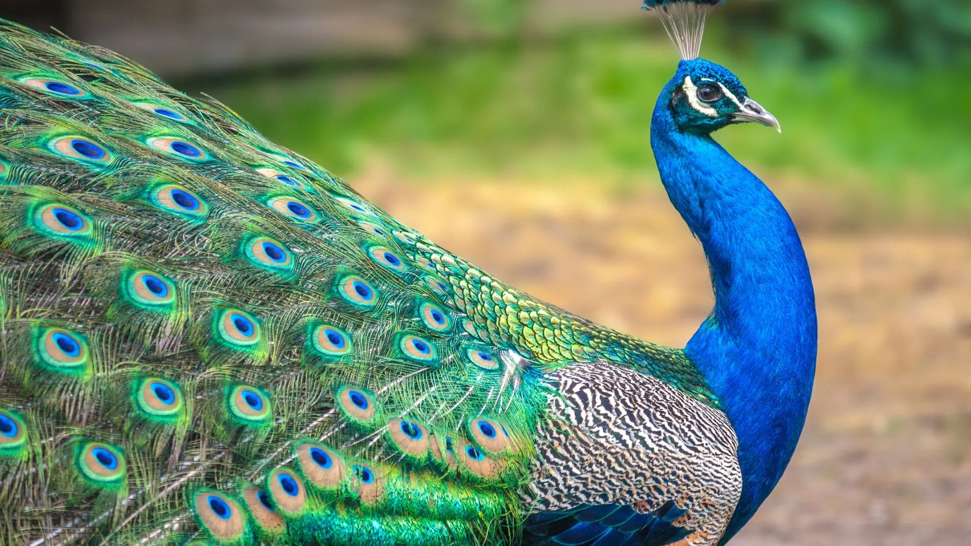 Фото: Viliam.M/Shutterstock/Fotodom