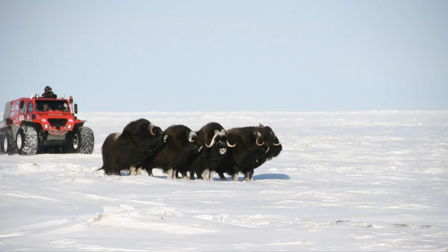 Овцебыки. Фото: предоставлено из личного архива Михаила Денисова