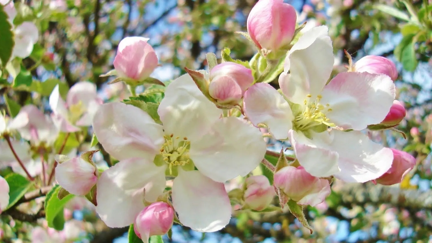 Нынешним летом Ноябрьск выглядит необычно и празднично. Фото: Inna April Sky / shutterstock.com