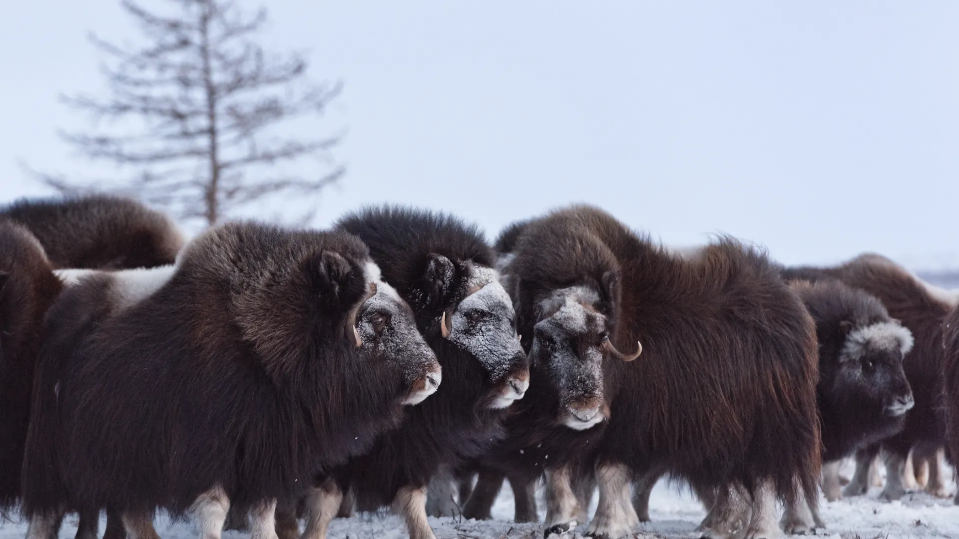 Фото: longtaildog/Shutterstock/Fotodom