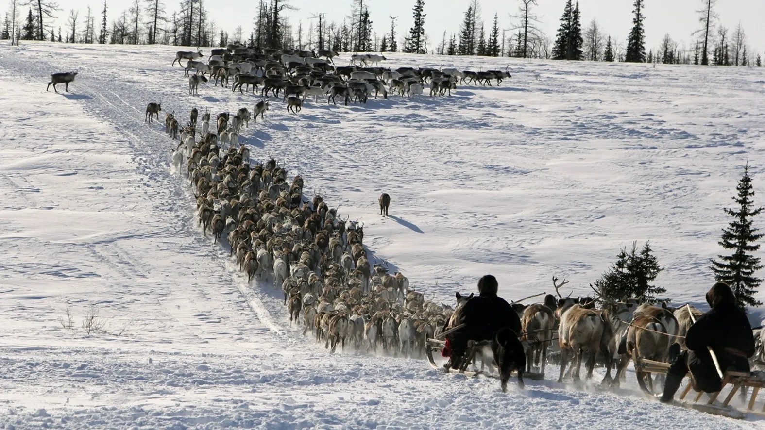 Фото: Марина Яр / Няръяна  Ӈэрм