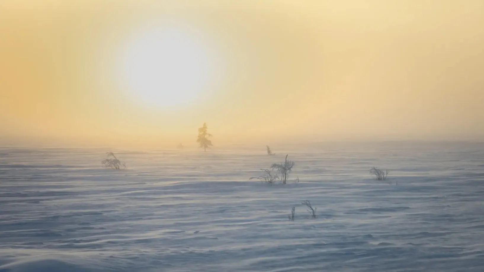 Фото: Фёдор Воронов / «Ямал-Медиа»