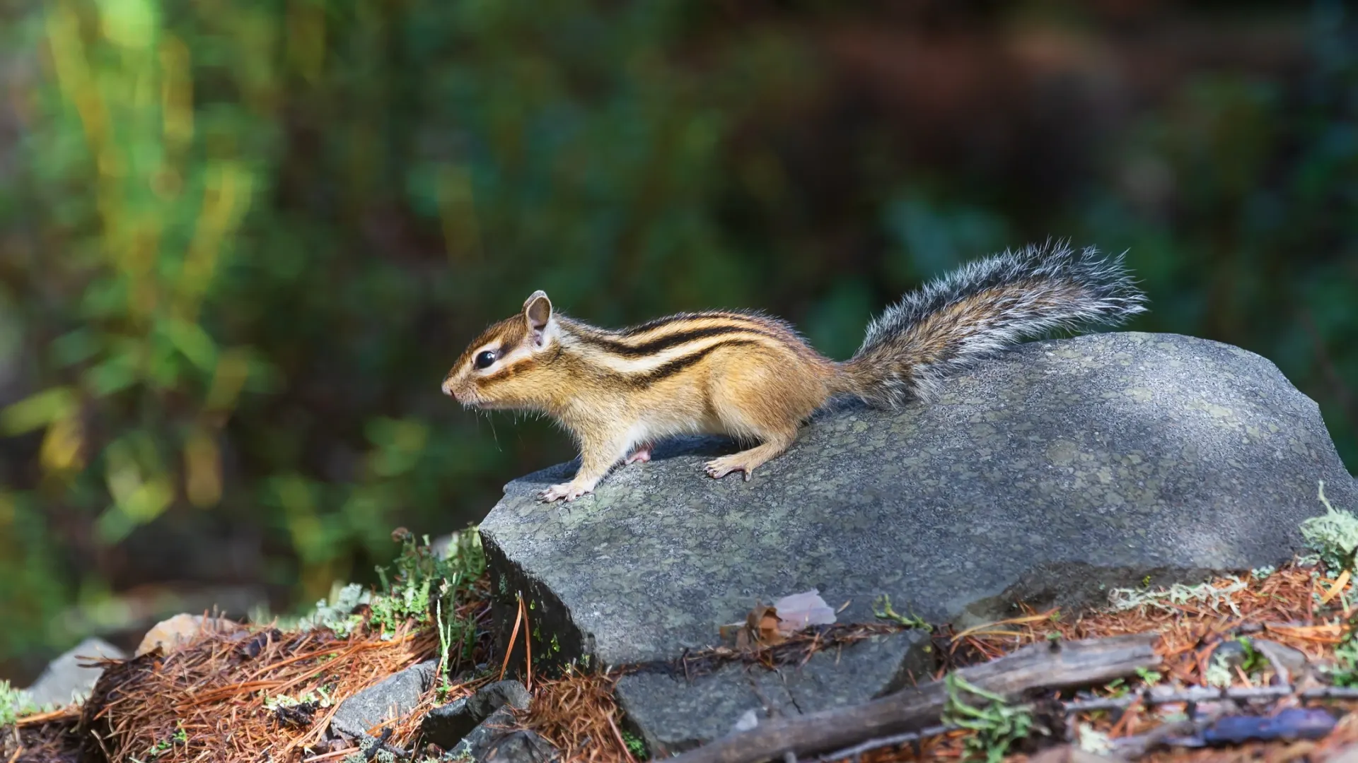 Фото: Andrew Berezovsky / Shutterstock / Fotodom