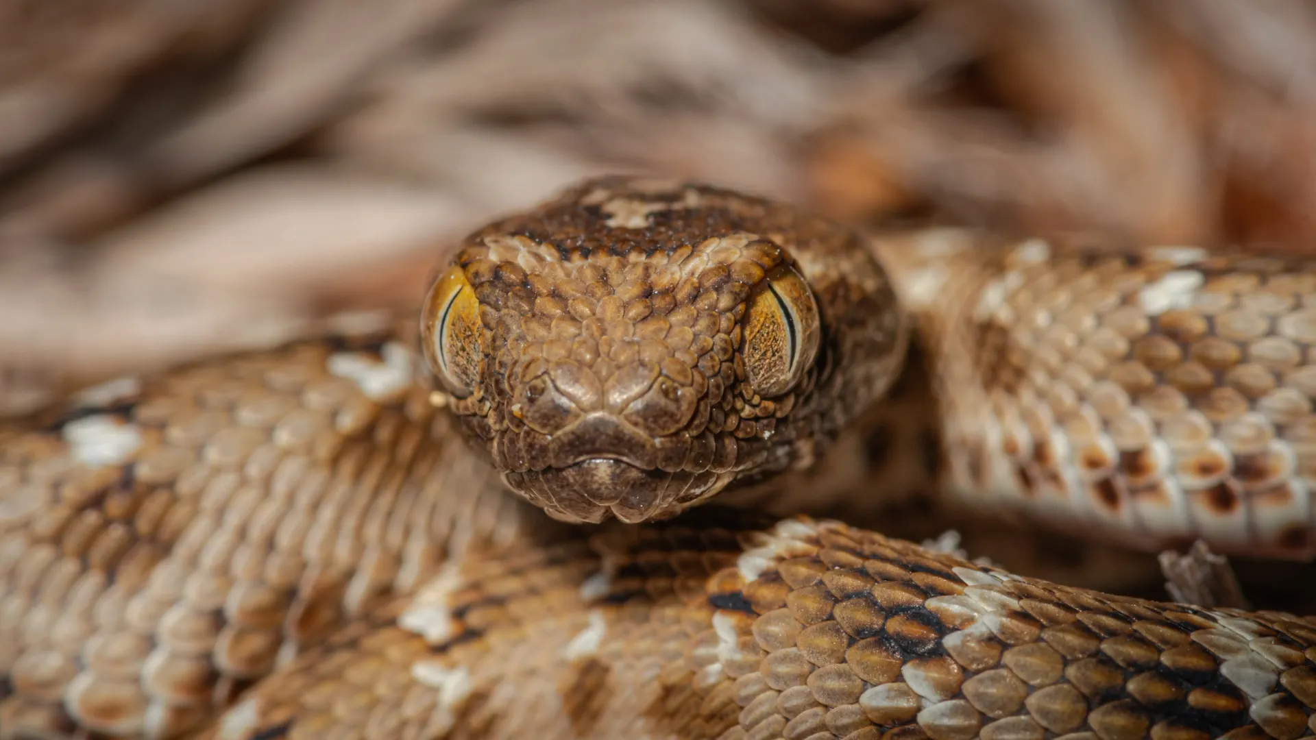 Фото: Sheril Kannoth / Shutterstock / Fotodom