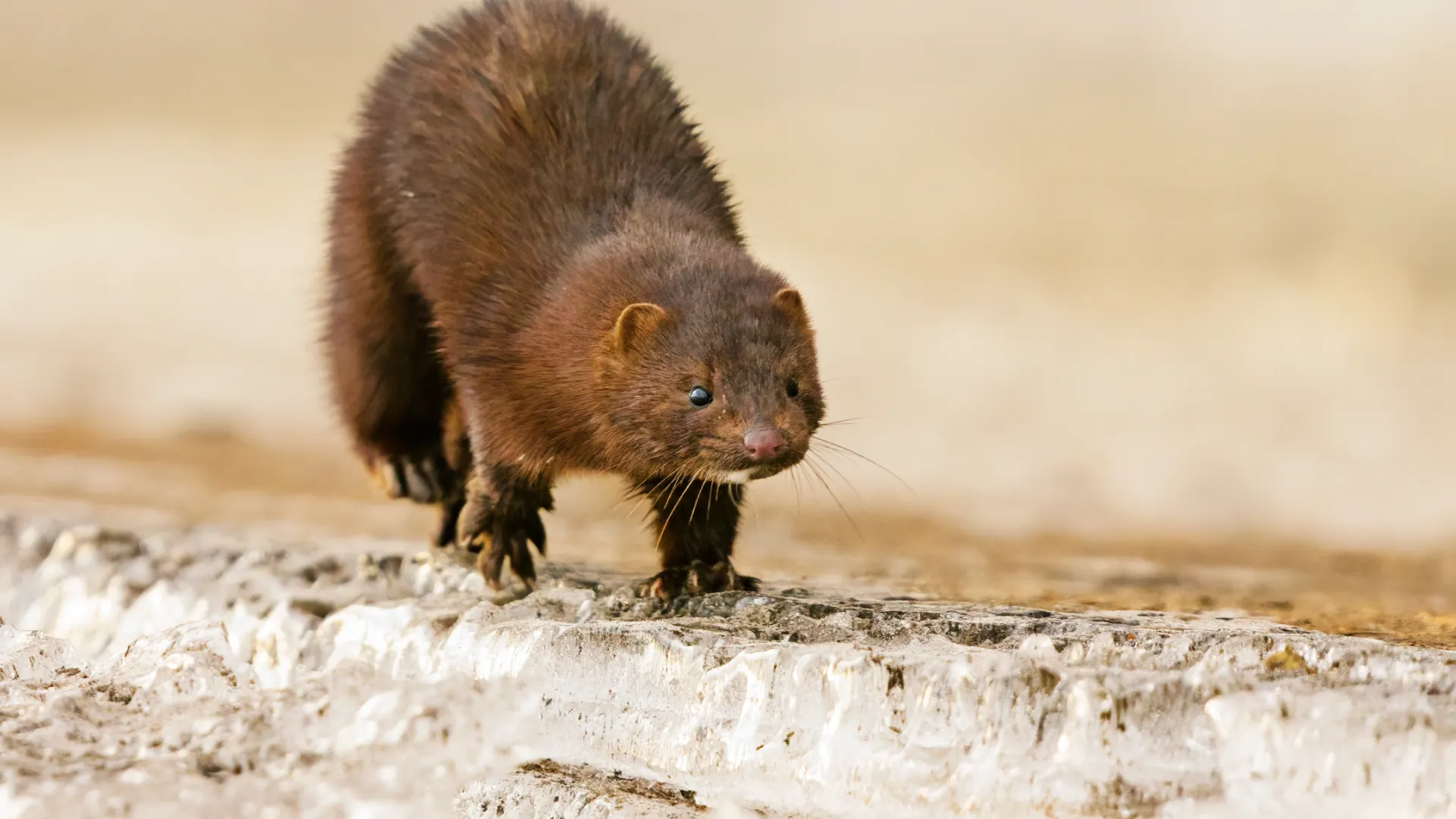 Фото: Henri_Lehtola/Shutterstock/Fotodom