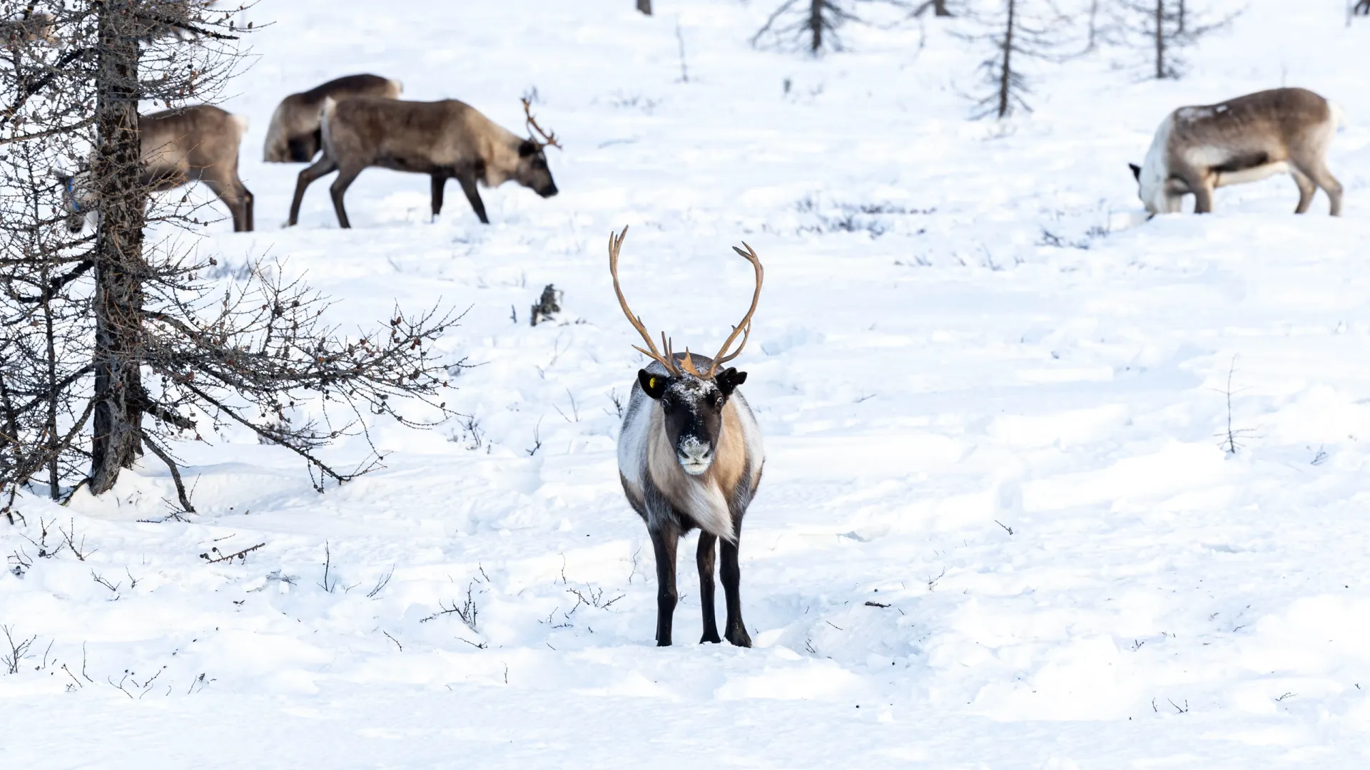 Фото: Александр Чирва / «Ямал-Медиа»