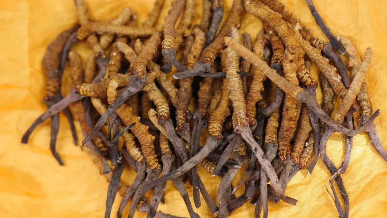 Сушеный кордицепс. Фото: lzf / Shutterstock / Fotodom
