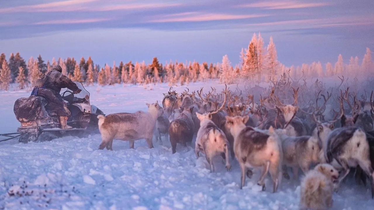 Стадо оленей пасется рядом со стойбищем Тайшиных. Фото: vk.com/artyukhov_da