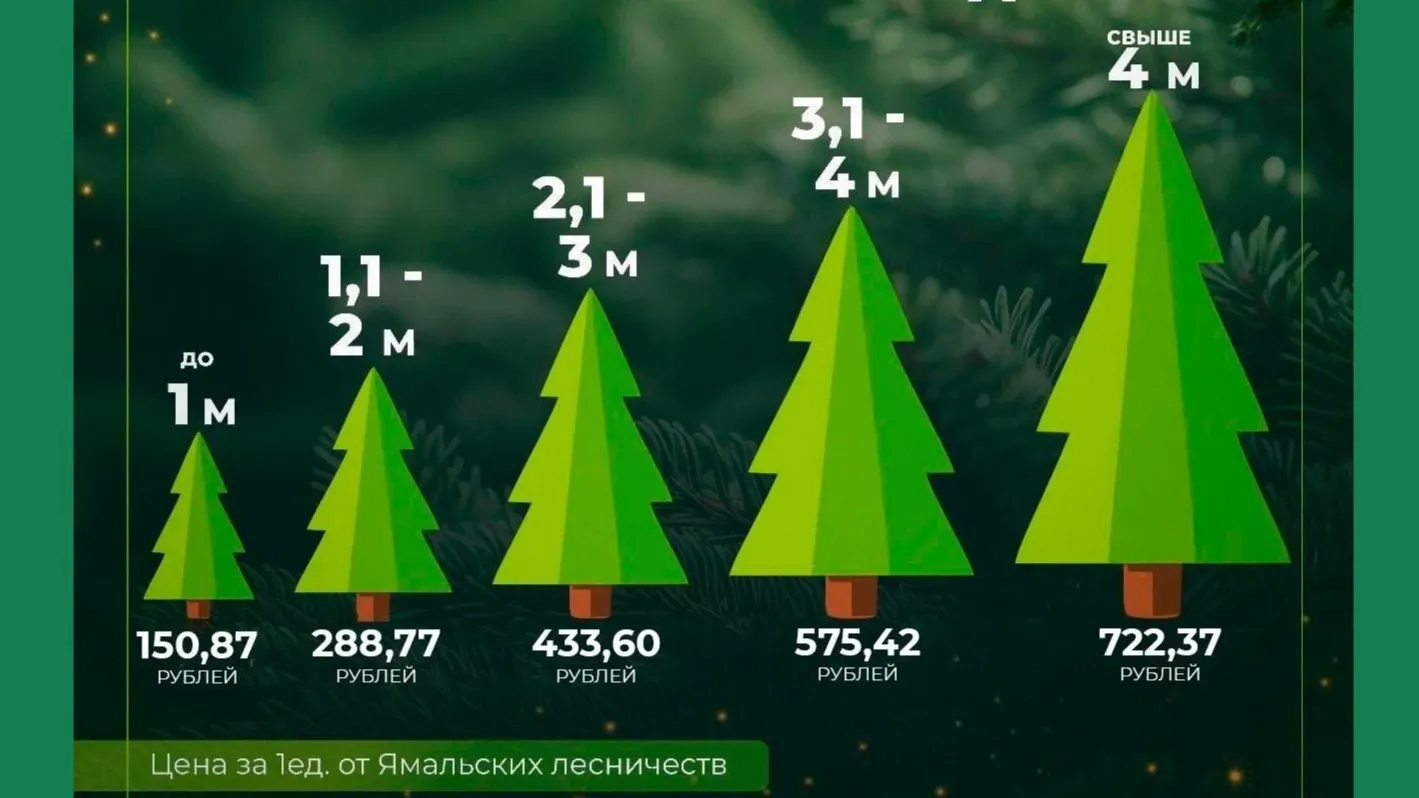 Стоимость новогодних ёлок и других хвойных пород в ЯНАО в декабре 2025 г. Фото: департамент природных ресурсов ЯНАО / vk.com/dprryanao