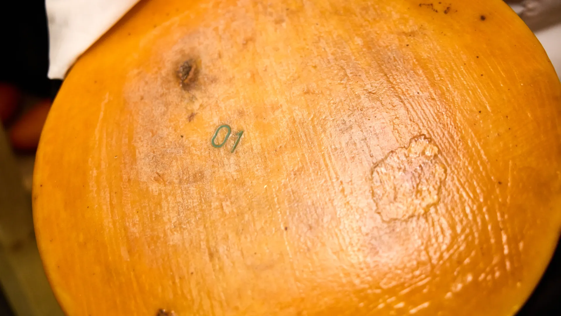 Сыр 2022 года рождения. Фото: Юрий Здебский /«Ямал-Медиа»