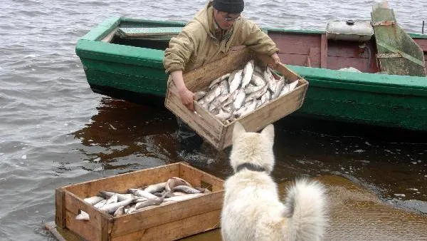 КРАСНЫЙ СЕВЕР
