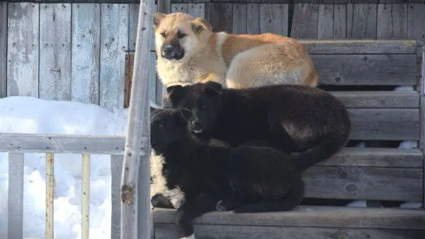 КРАСНЫЙ СЕВЕР