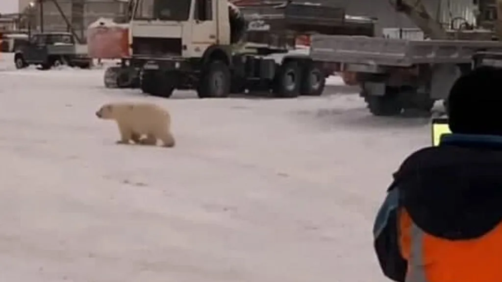 Скрин видео: аккаунт Хара и Савэй