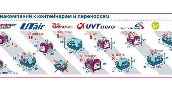 Инфографика: Анастасия Горшунова