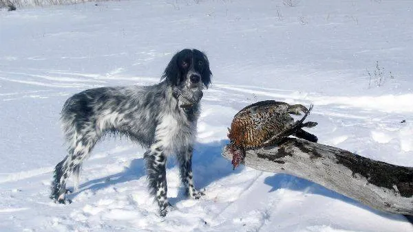 КРАСНЫЙ СЕВЕР