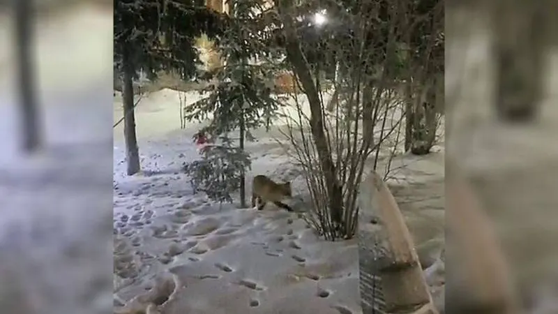 Скрин видео: t.me/salekhard_admin