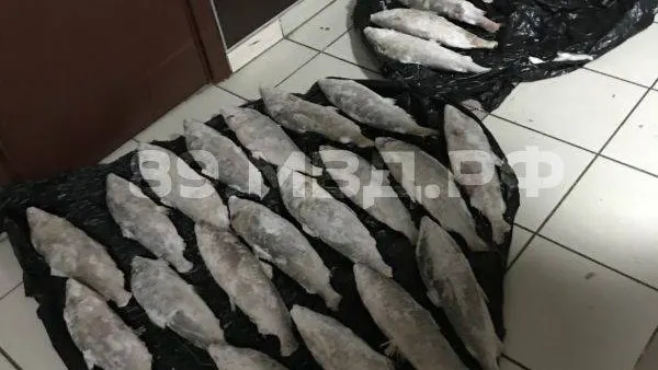 Фото: УМВД по ЯНАО