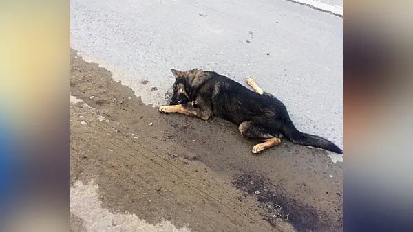 Фото предоставлено очевидцами