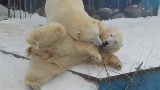 Фото с сайта zoo-penza.ru