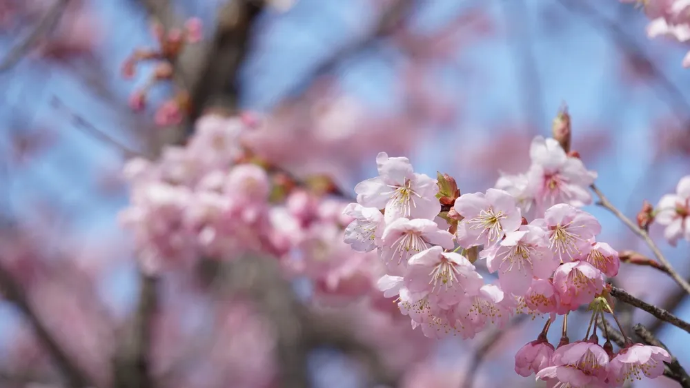 Фото:Yasushi Kusada/Shutterstock/Fotodom