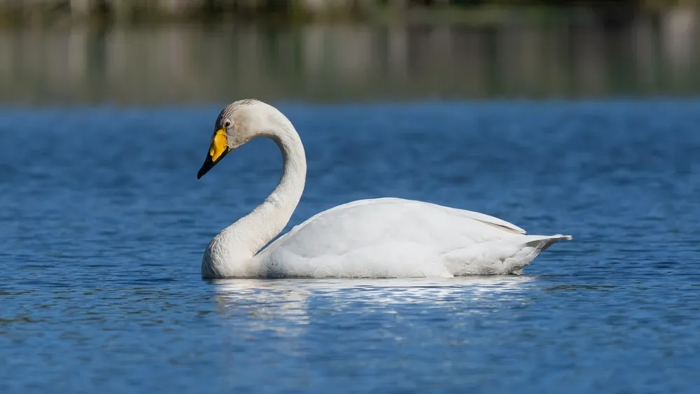 Фото: Piotr Poznan/Shutterstock/Fotodom