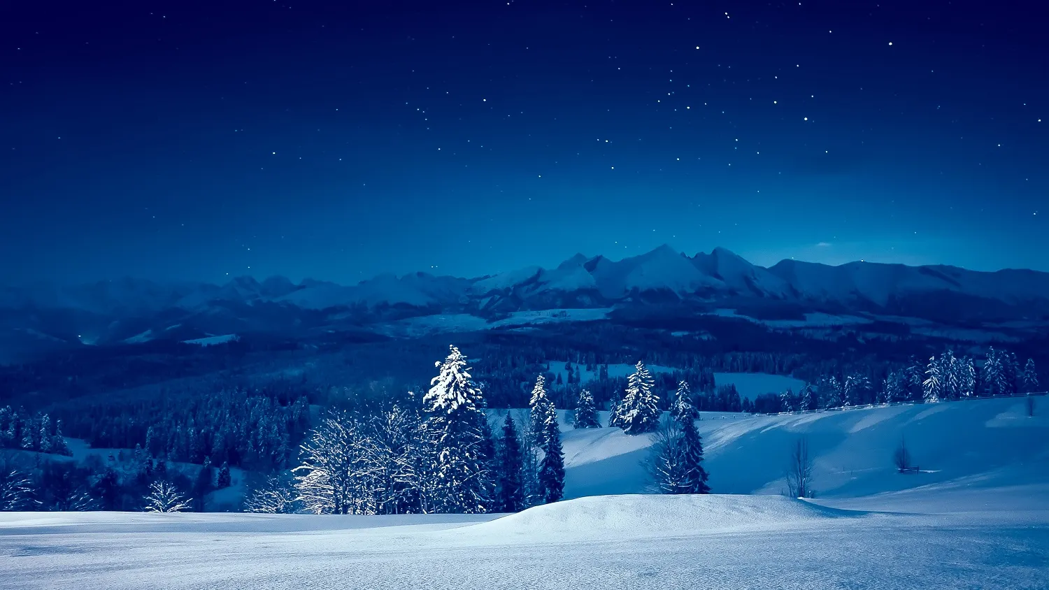 Фото: ALEX_UGALEK/shutterstock.com