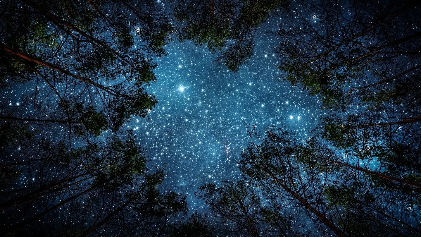Фото: Triff/shutterstock.com