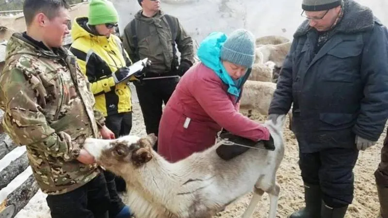 Фото: департамент АПК ЯНАО