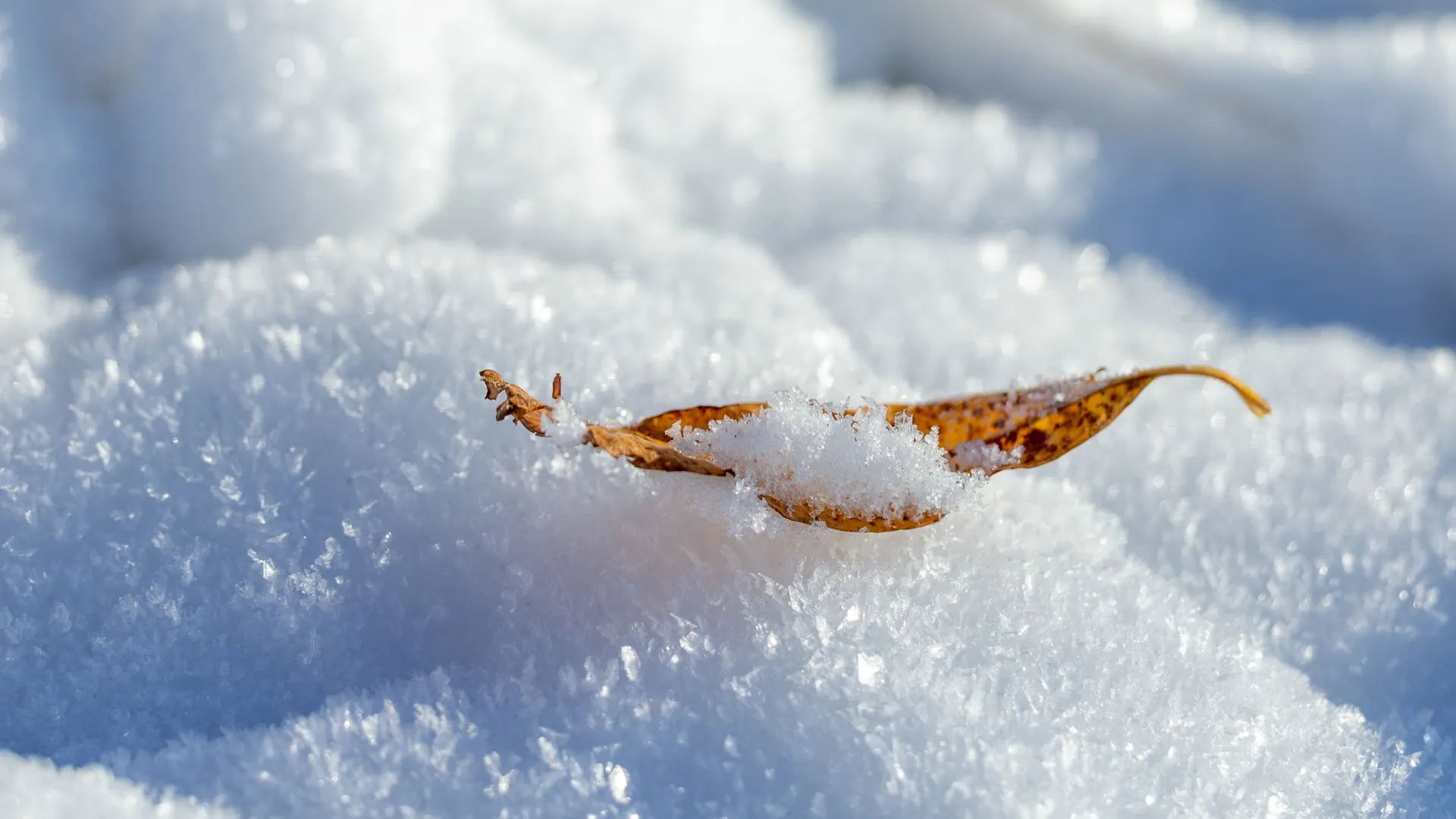 Последний листик ушедшей осени.