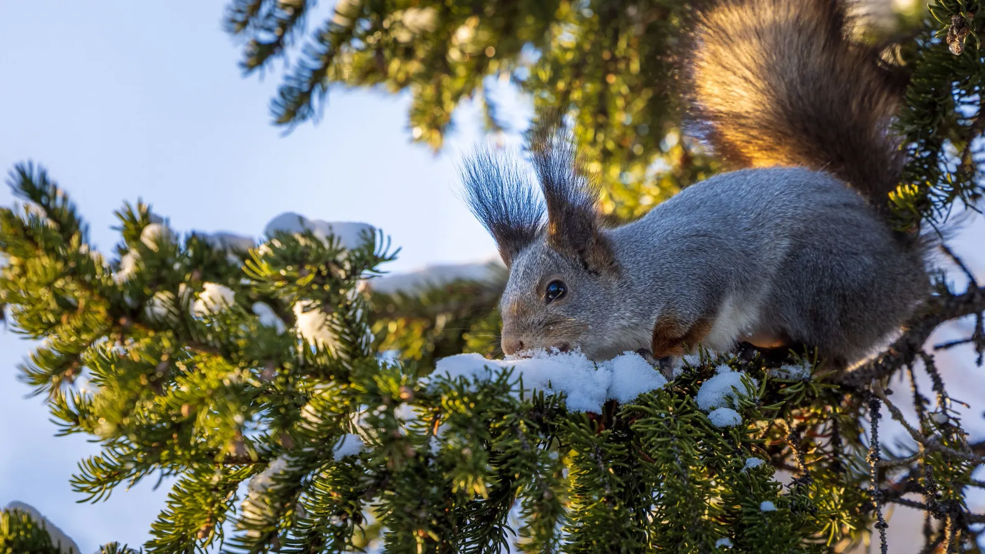 Белочки сменили шубы на зимние.