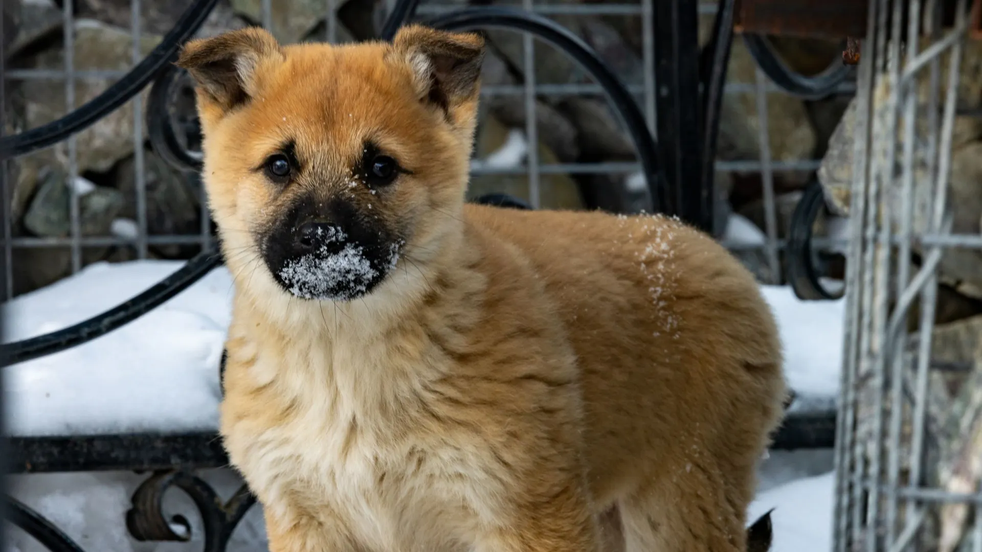Собаки радуются снегу, в сугробах можно играть, бегать.