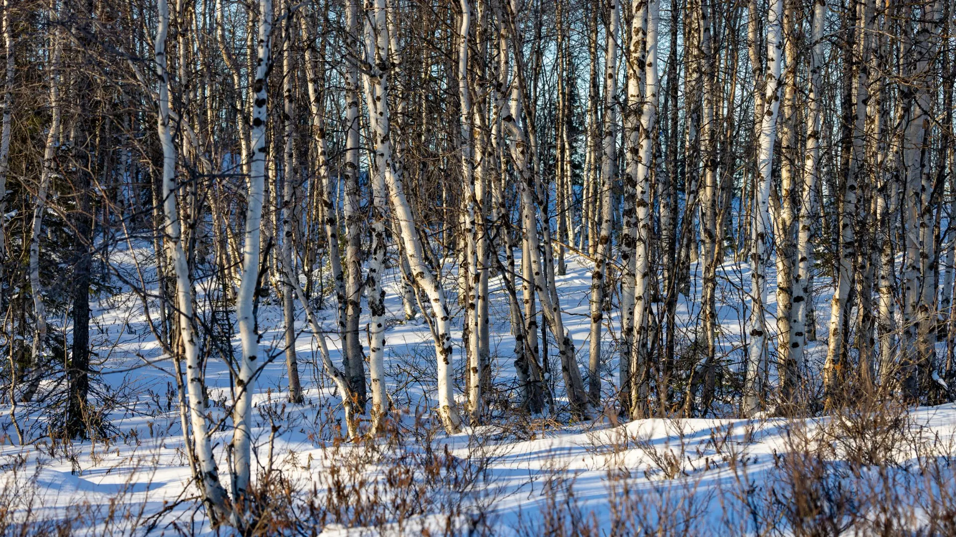 Лес потихоньку превращается в сказочный.