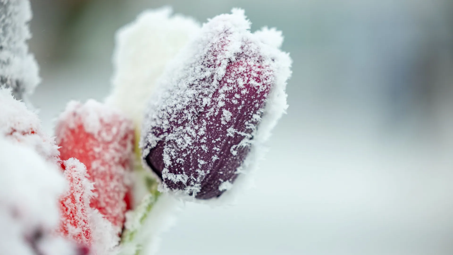 Заснеженные северные цветы.