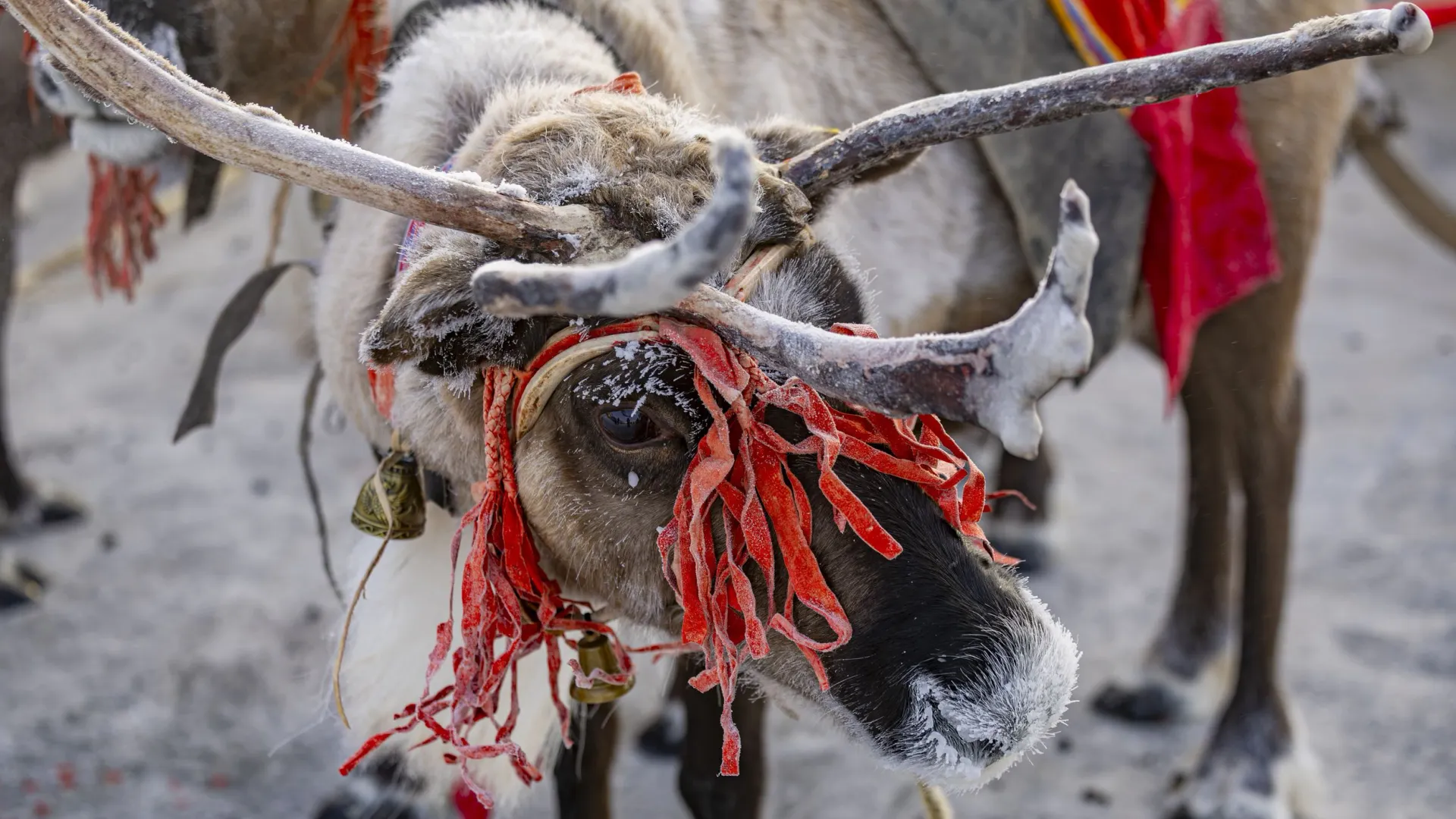 Оленей тоже украсили к празднику.