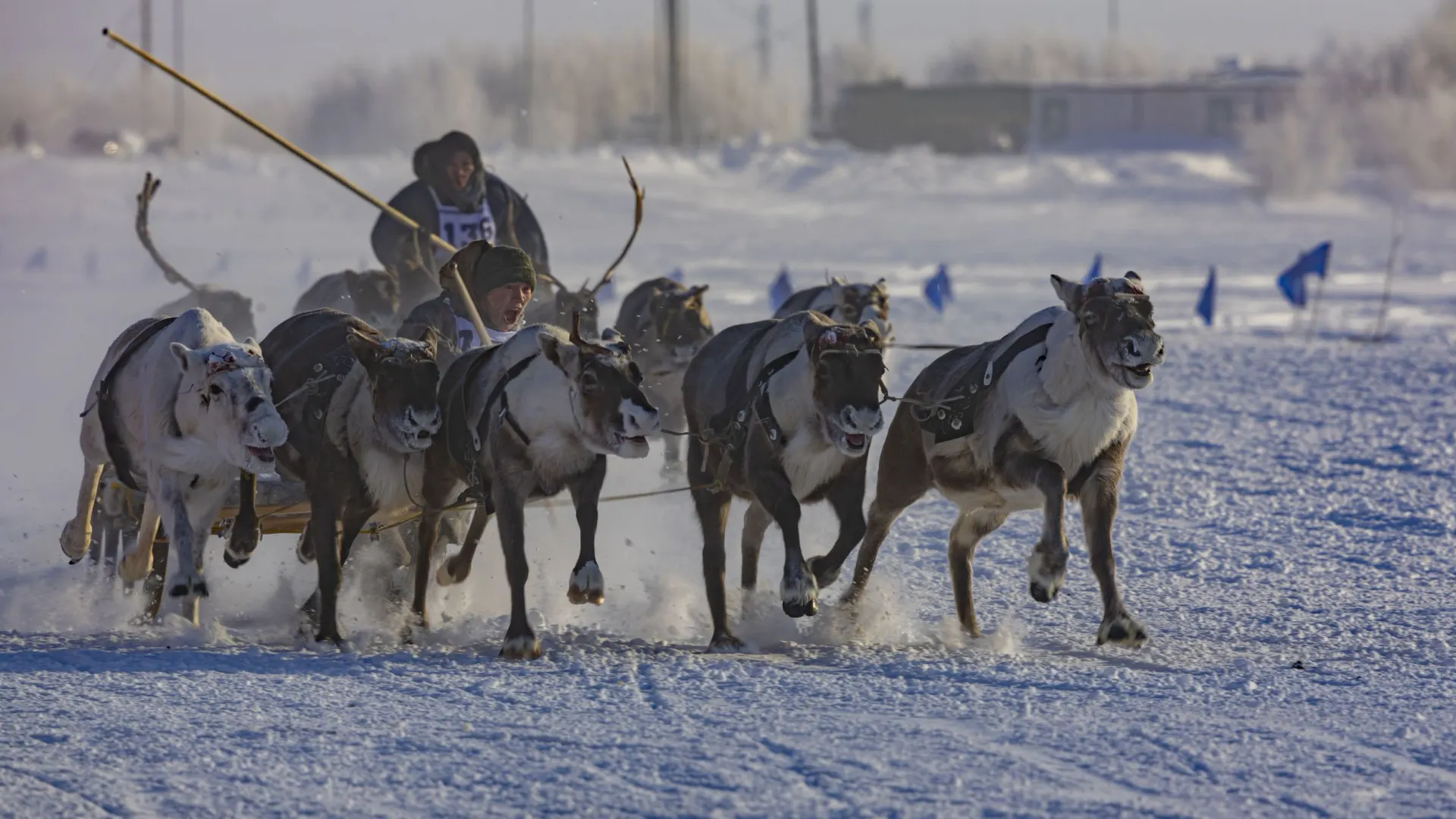 Самое ожидаемое на Дне оленевода зрелище.