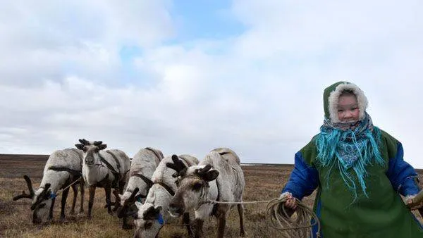 Первые навыки пользования упряжкой.jpg