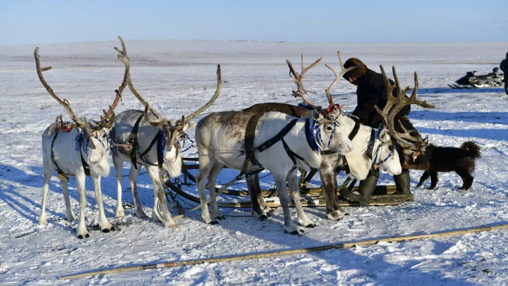 Фото: Андрей Ткачёв / КРАСНЫЙ СЕВЕР