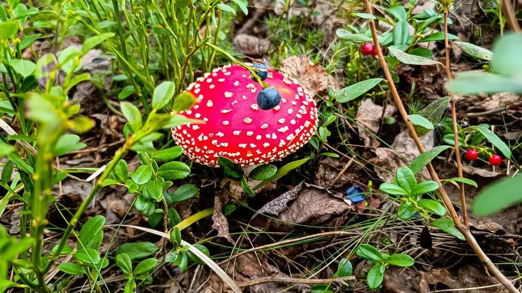 Мухоморы, хоть и несъедобные грибы, но как красивы!