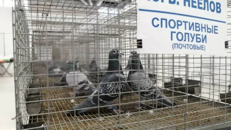 Фото: Алсу Хайретдинова / КРАСНЫЙ СЕВЕР